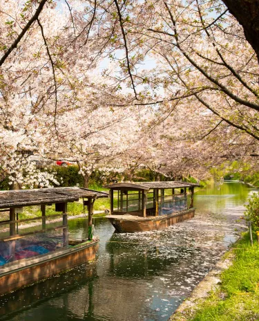 Nagoya Fleuve Cerisier Promenade Barque